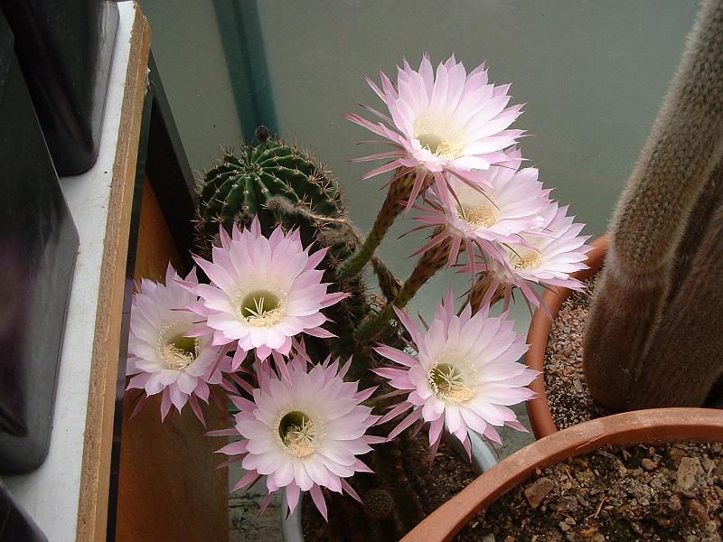 Echinopsis hybr._9.JPG